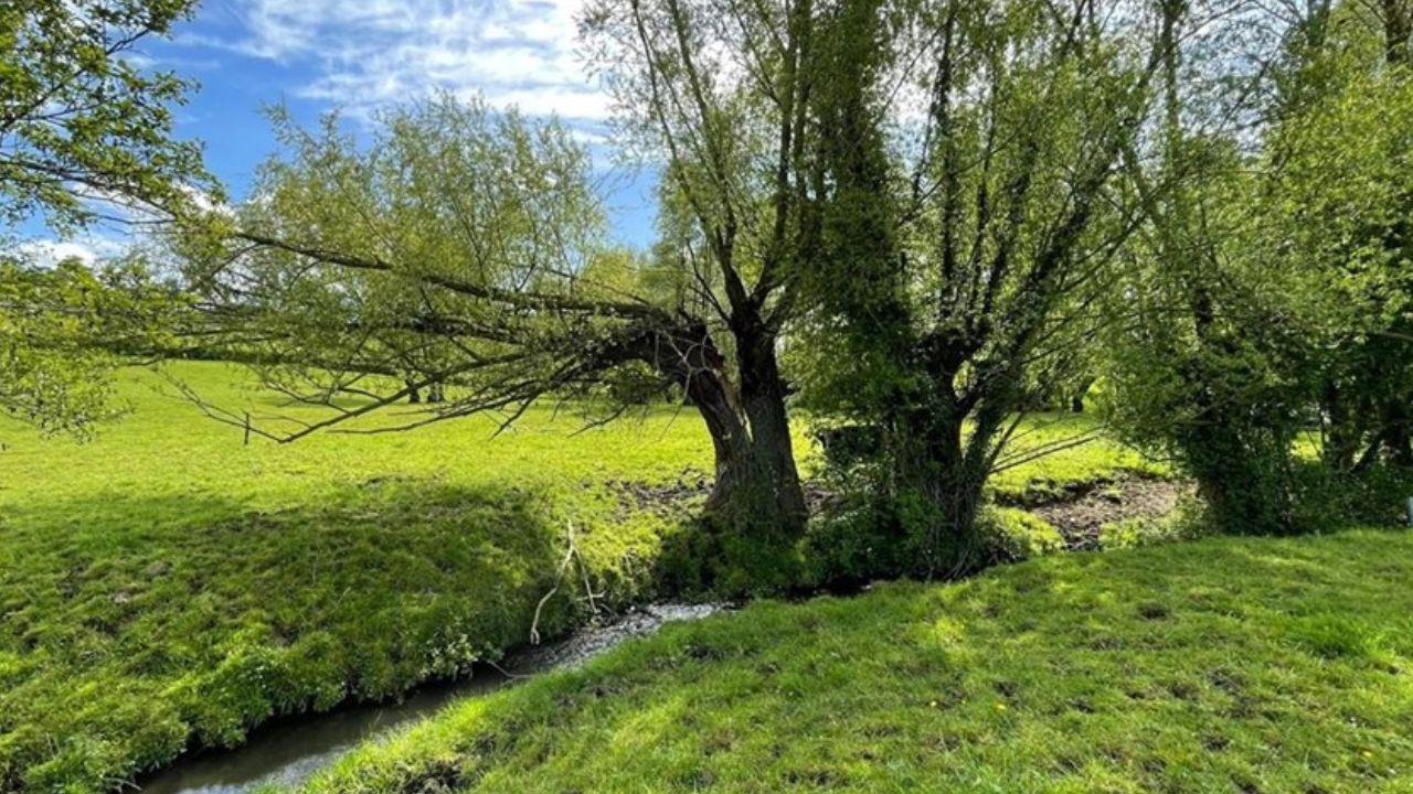 Waterschap gaat knotbomen langs beken in Heuvelland onderhouden