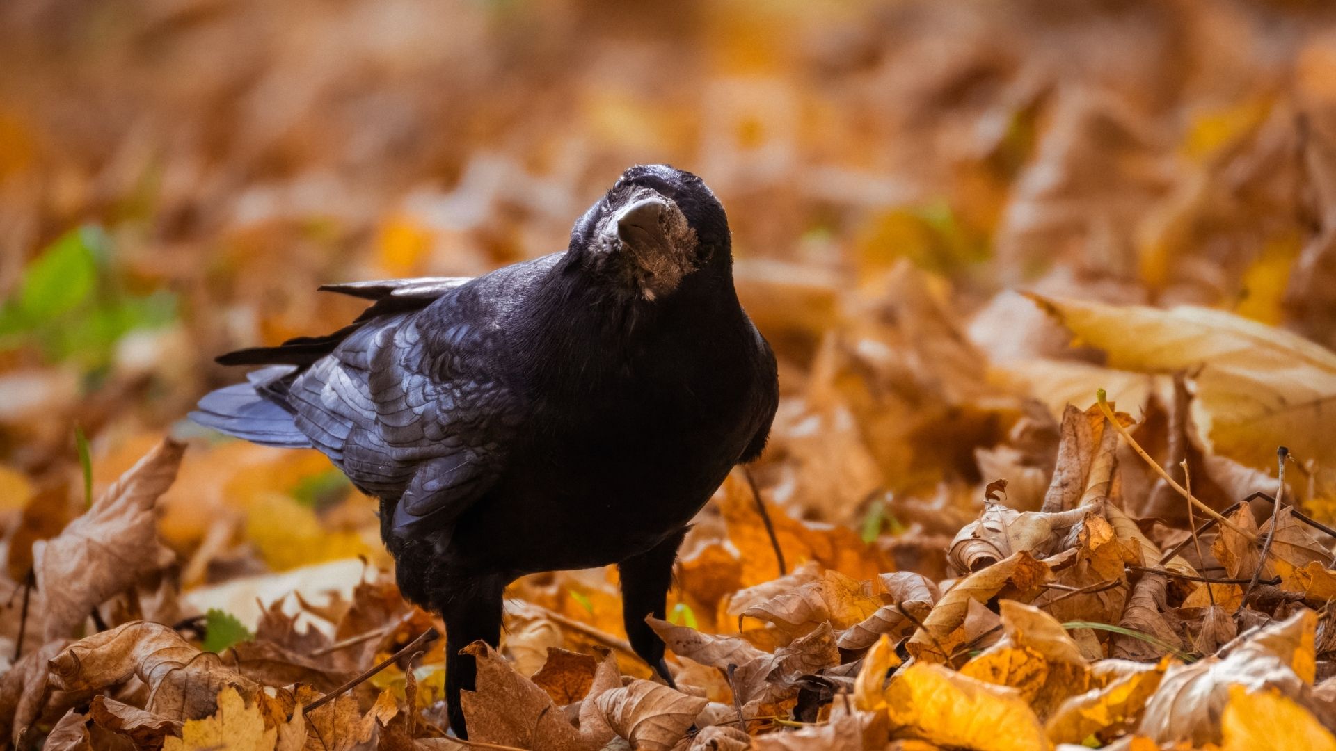 Sittard-Geleen neemt maatregelen tegen roekenoverlast: geluidsinstallaties om vogels af te schrikken