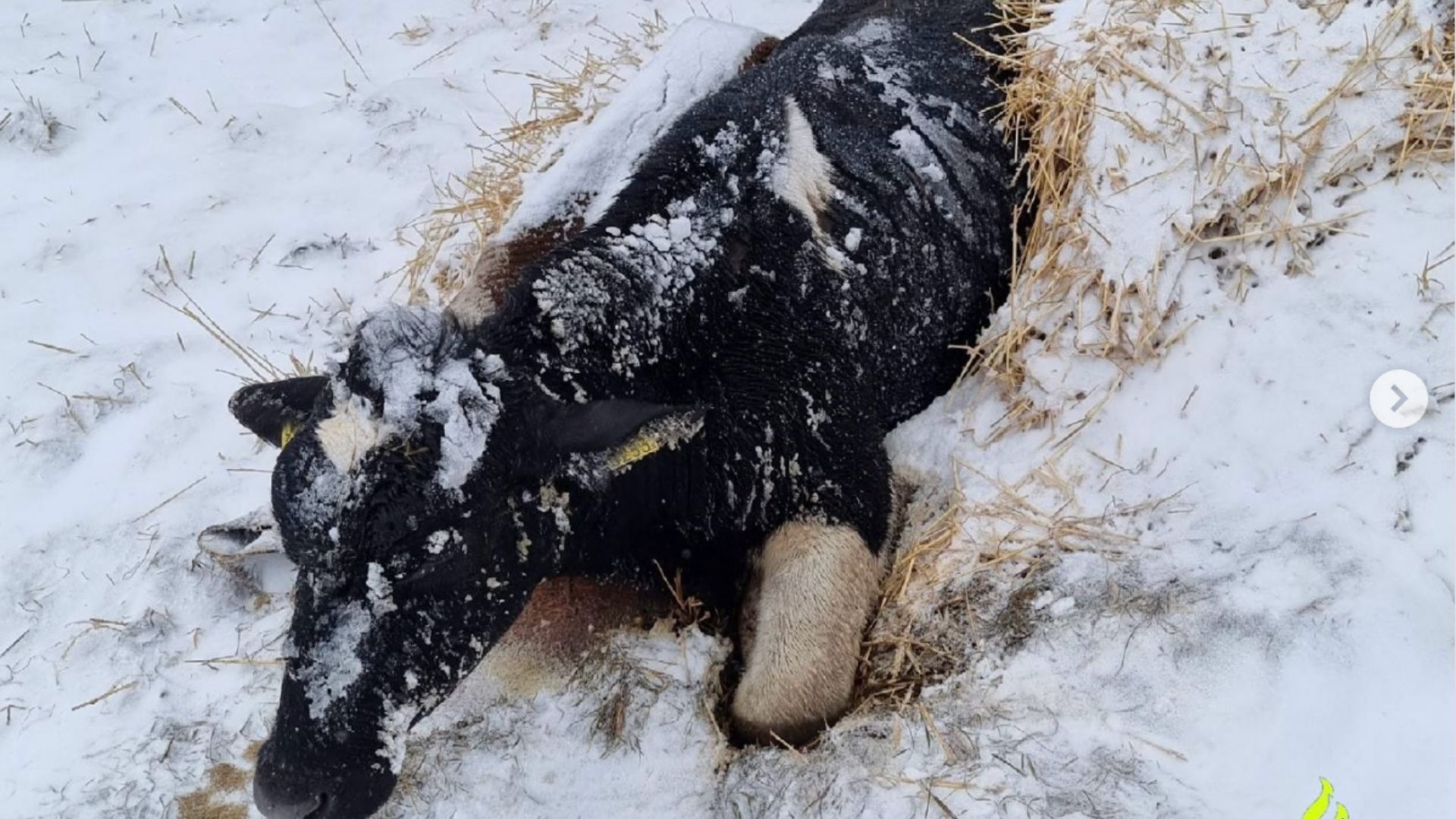 Politie vindt verwaarloosde koe in de sneeuw: boer krijgt houdtverbod en geldboete