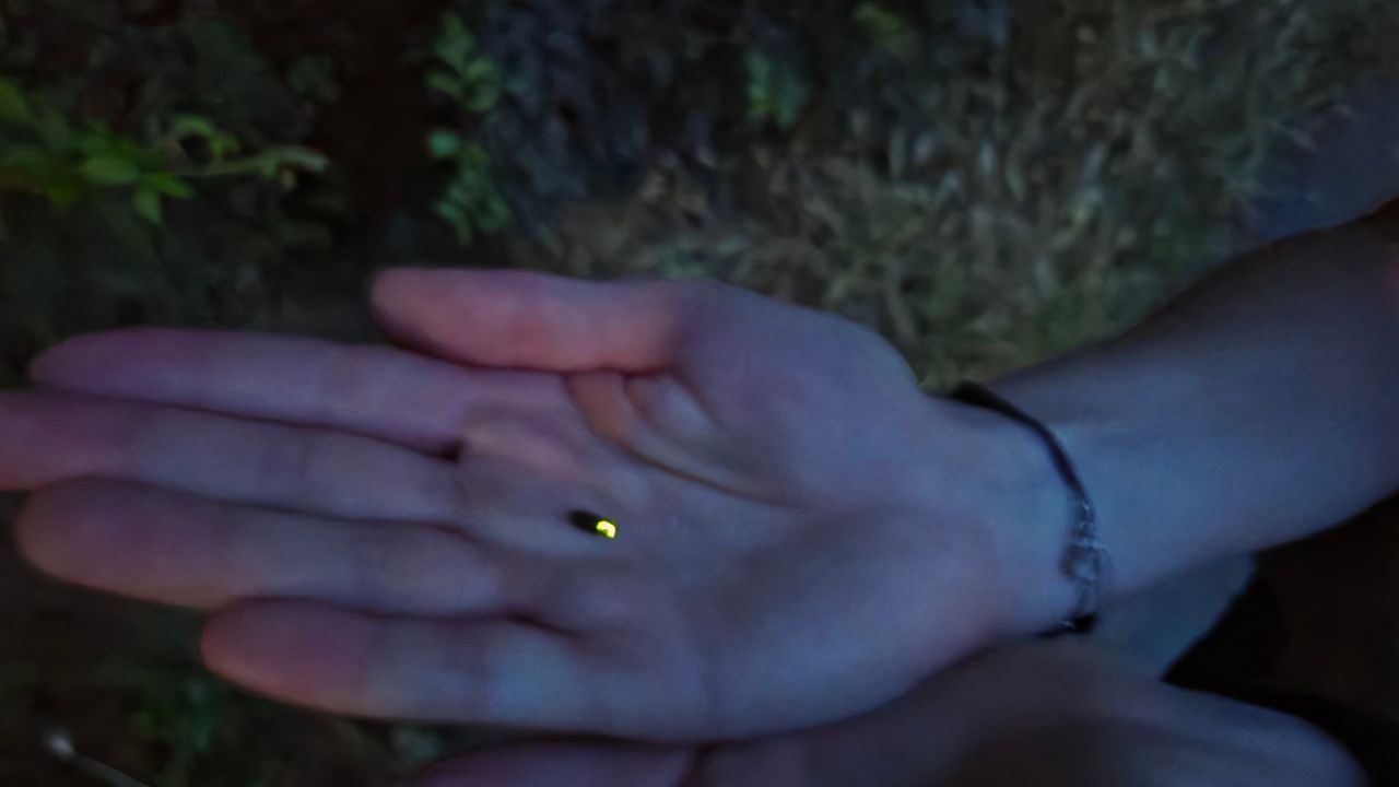 Glimwormen hebben geen last van hitte; lichtgevend schouwspel in Elsloo tijdens wandeling IVN