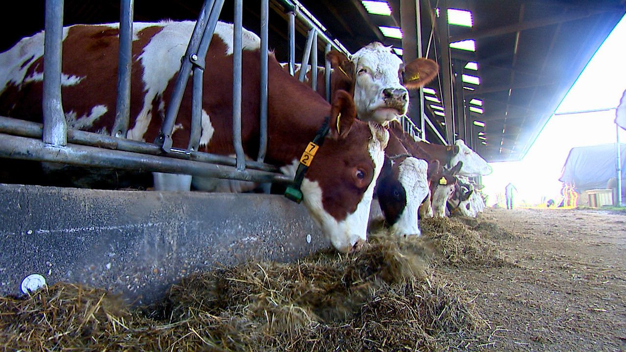 Provincie wil maatwerk bij stikstofzones rond natuurgebieden