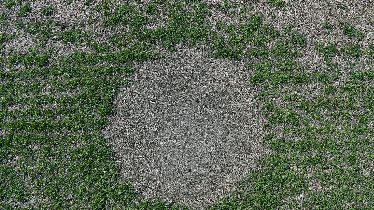 Verbod op gebruik deel grasvelden in Eijsden-Margraten door droogte